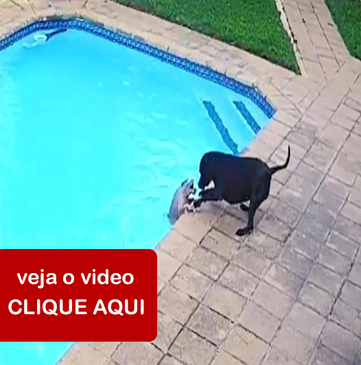 Video Cachorro salvando filhote